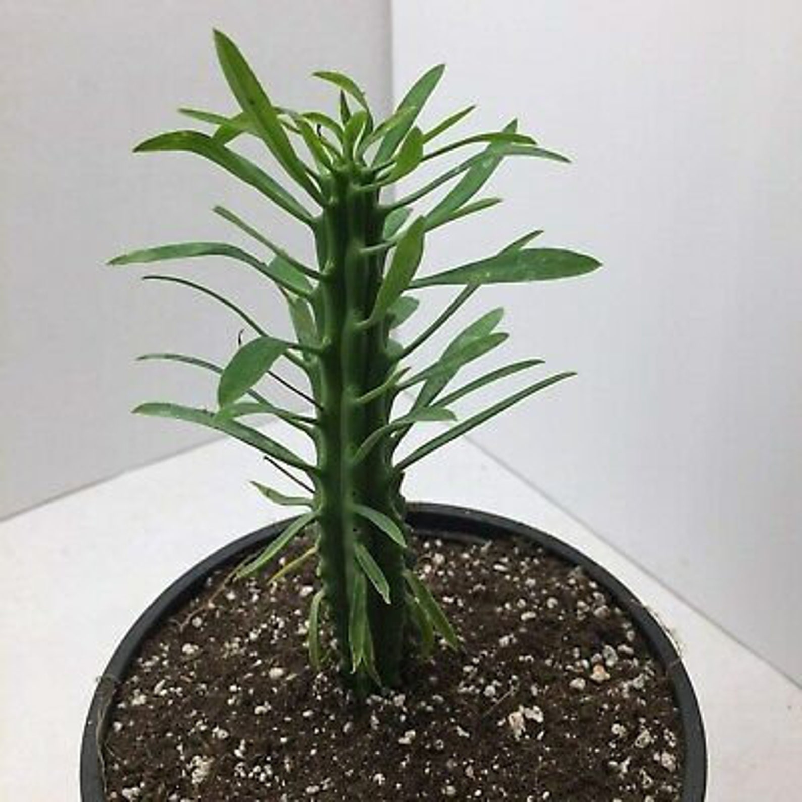 African Palm Tree Euphorbia Loricata Euphorbia Armata Etsy