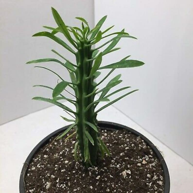 African Palm Tree Euphorbia Loricata Euphorbia Armata Etsy