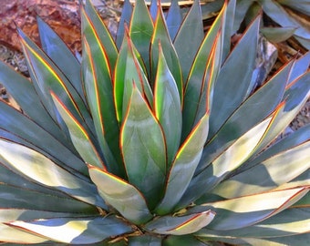 Blue Glow Agave, A. attenuata x A. ocahui, Agave, cactus, succulent, live plant