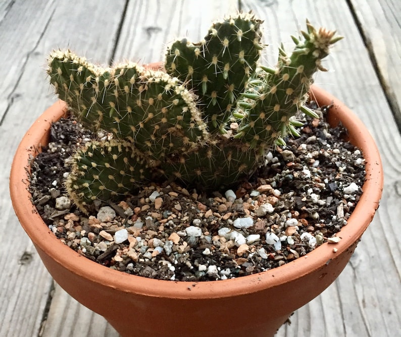 Desert Noir Opuntia parryi Serpentina Cristata - Thumbnail 2