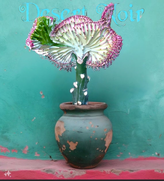 Coral Cactus, Eurphorbia Lactea Cristata, Euphorbia Neriifolia, Very Rare,  Live Plant - Etsy
