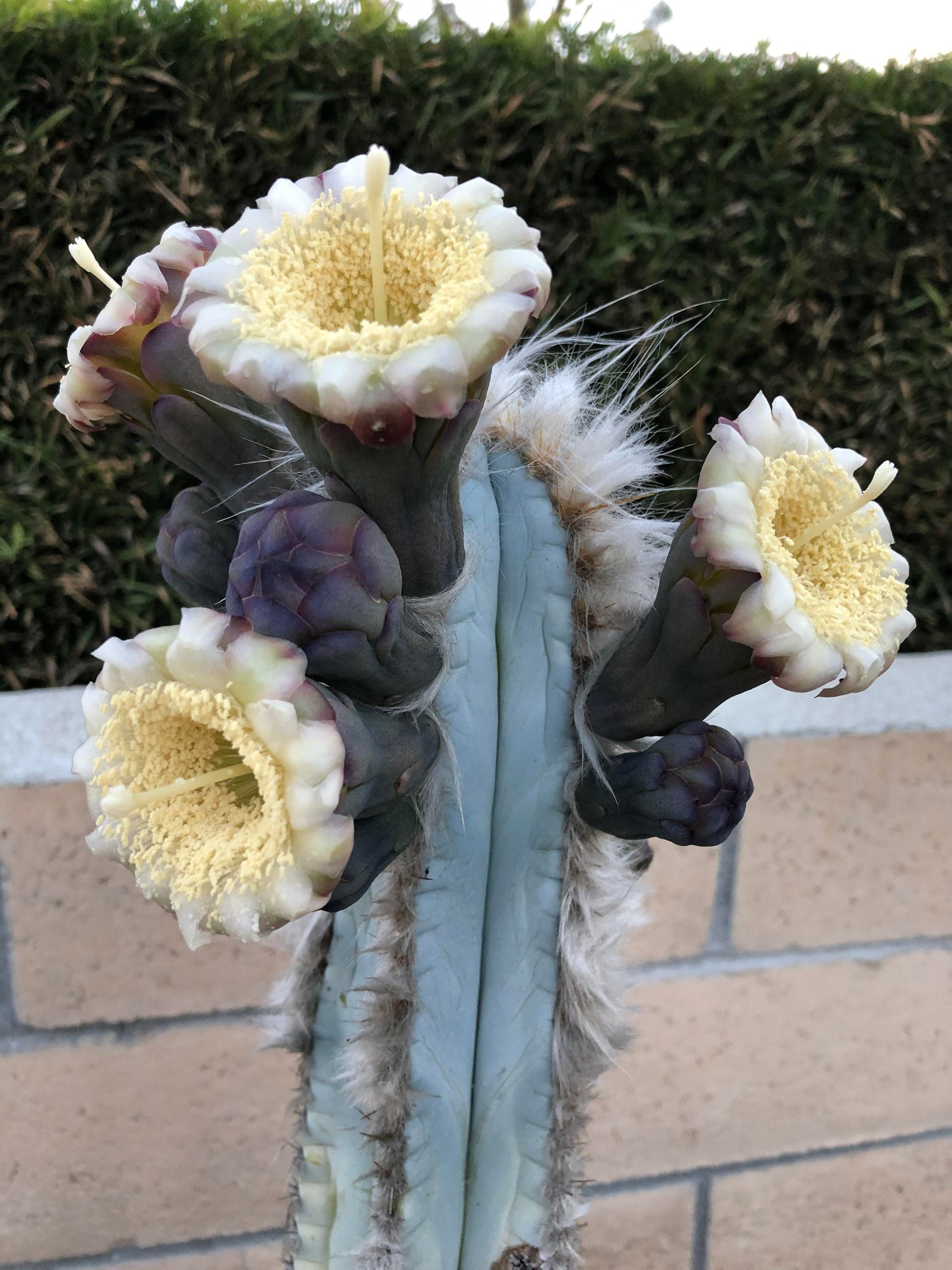 Pilosocereus pachycladus 'スーパーフロッコサス' Pilosocereus