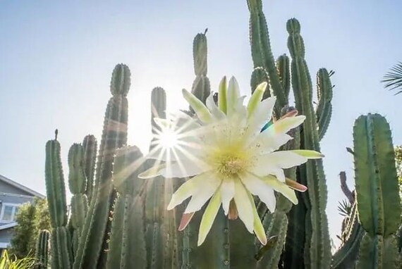 Peruvian Apple Cactus, Cereus Repandus, Live Plant - Etsy 日本