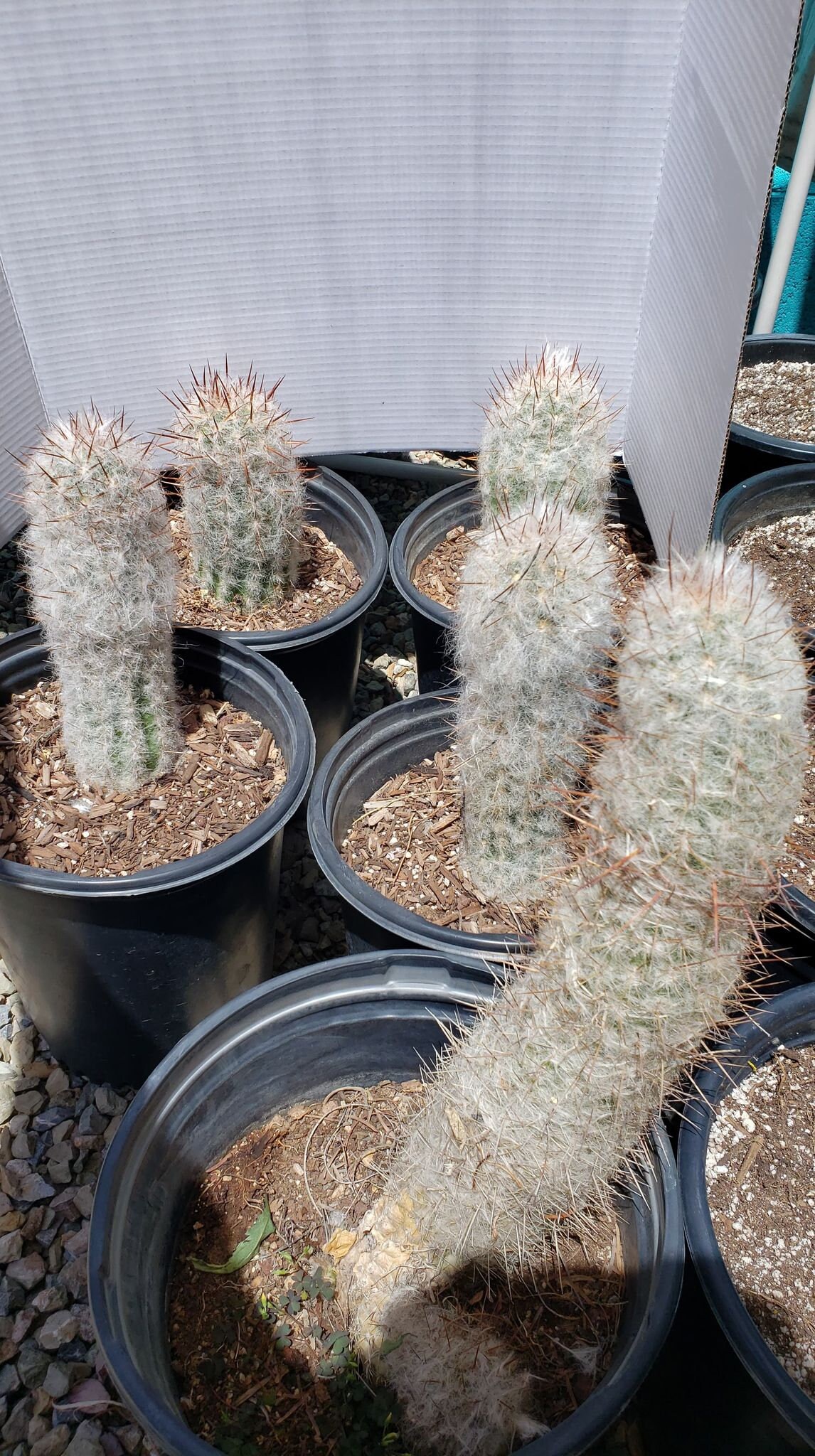 Alter Mann der Anden Kaktus, Oreocereus celsianus, Espostoa Melanostele,  Lebender Kaktus, Sukkulente - Etsy.de