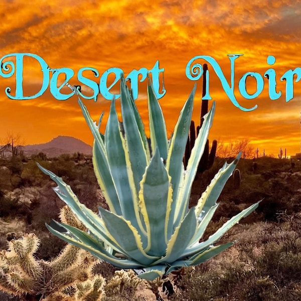 Variegated Agave Americana, Marginata Century Plant, Live Succulent
