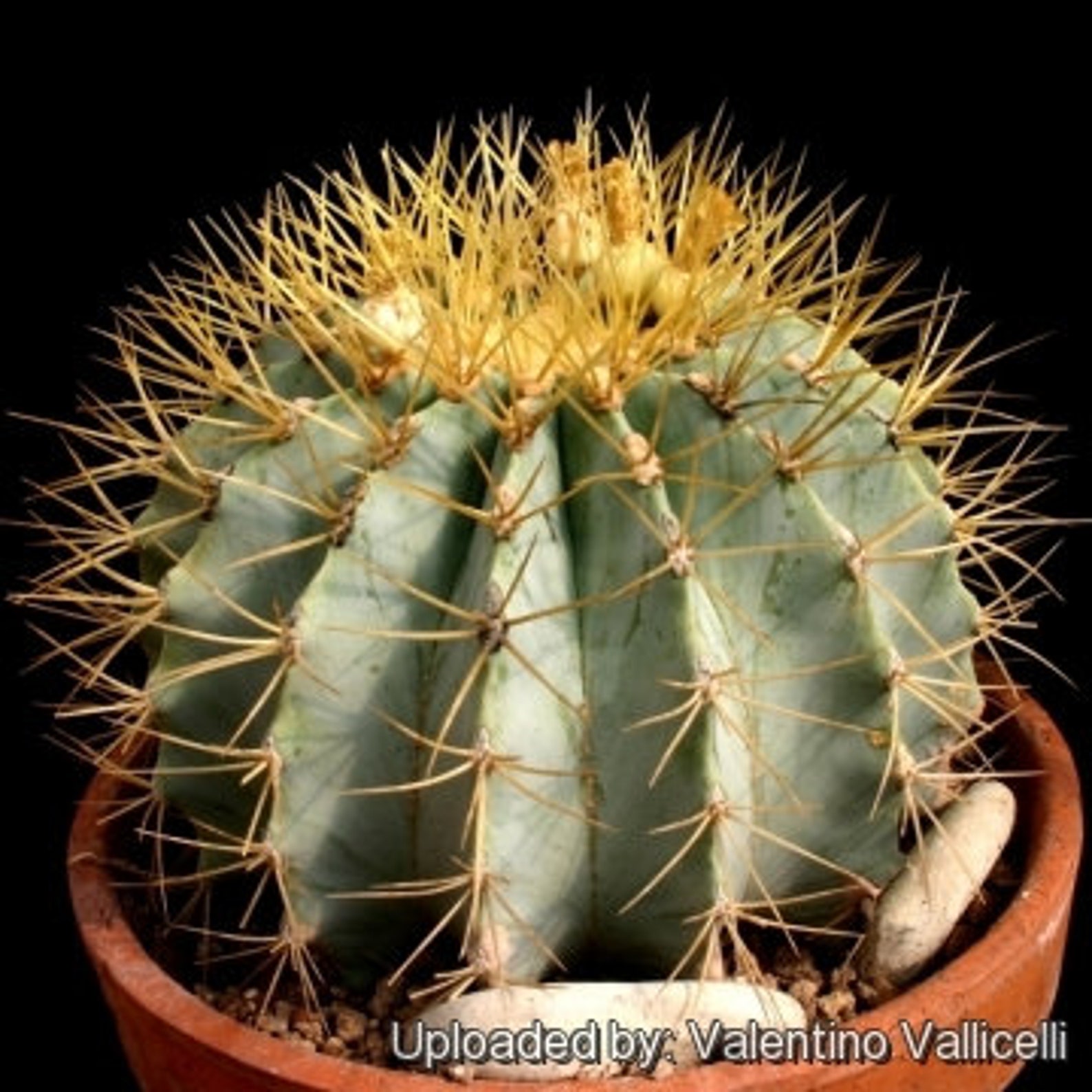 Ferocactus Glaucescens Blue Barrel Cactus - Etsy