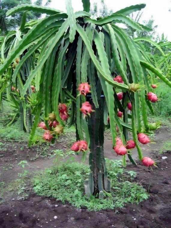 Live Dragon Fruit Cactus Plant (selenicereus Undatus) 12-18" Cutting - Etsy  Denmark