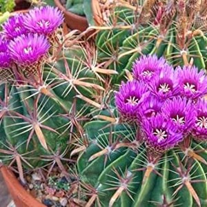 Devils Tongue Barrel Cactus, Ferocactus latispinus, fish hook cactus, barrel cactus, cactus, succulent, live plant image 2