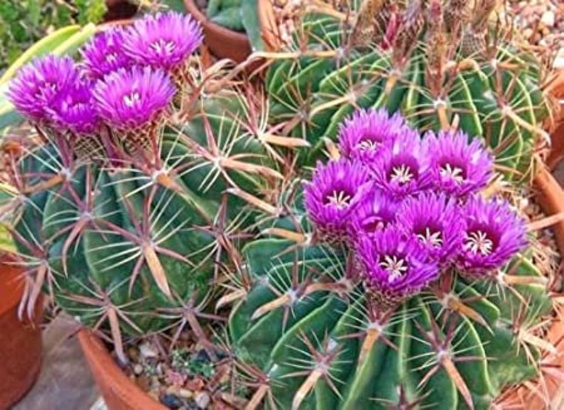 Devils Tongue Barrel Cactus, Ferocactus latispinus, fish hook cactus, barrel cactus, cactus, succulent, live plant image 2