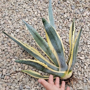 Agave Americana, Marginata, Variegated, Century Plant, agave, cactus, succulent, live plant image 9