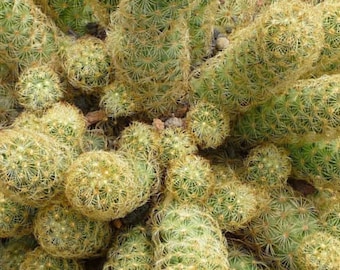 Copper King Cactus, Mammillaria elongata, the gold lace cactus , ladyfinger cactus, Succulent