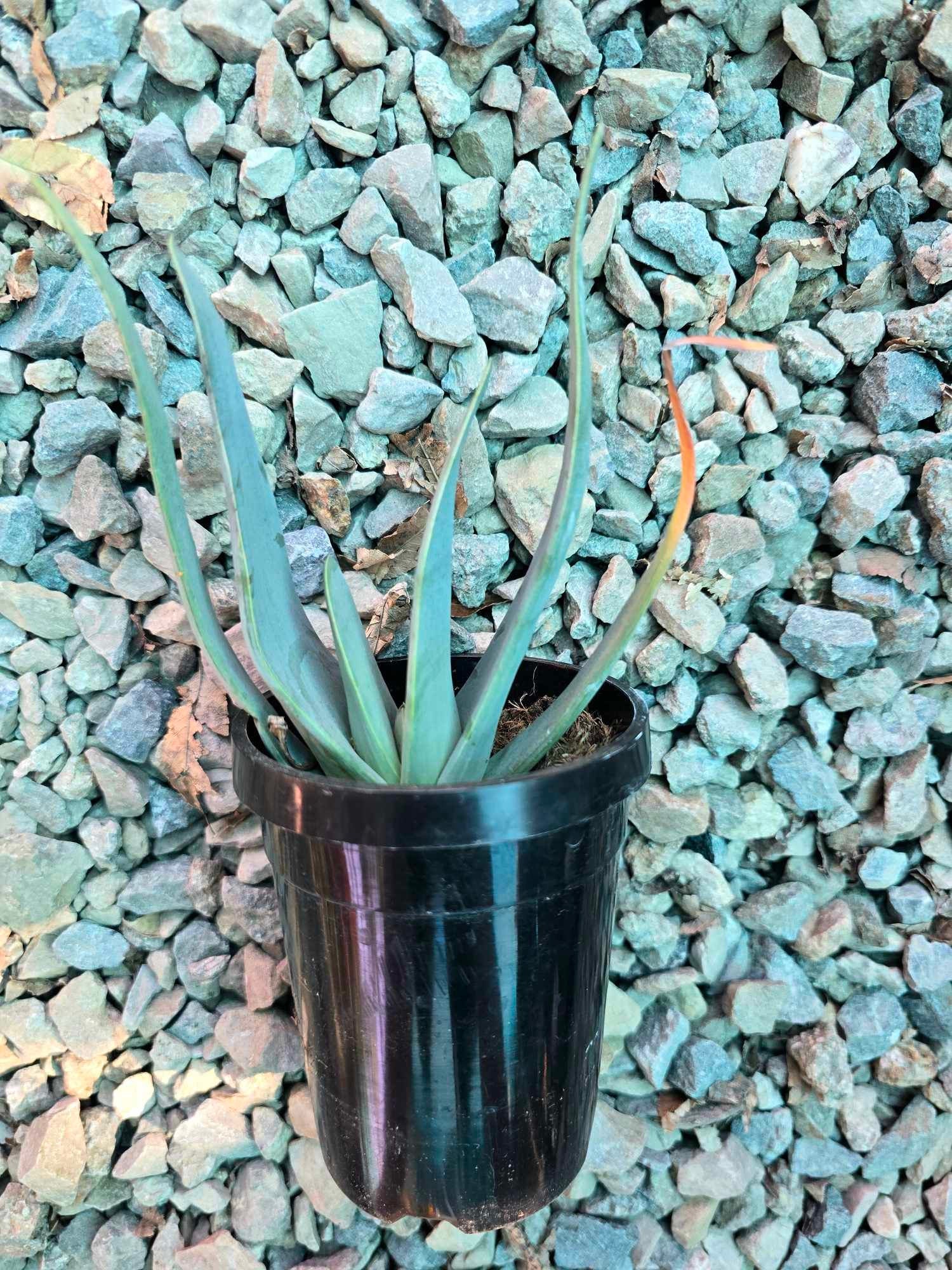 アロエ　クマラ　プリカティリス クマラ・プリカティリス（アロエ・プリカティリス）の基本情報