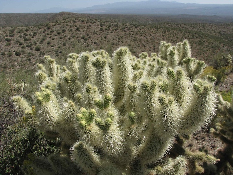 Teddy bear Cholla, Cylindropuntia Bigelovii, cactus, succulent, live plant image 6