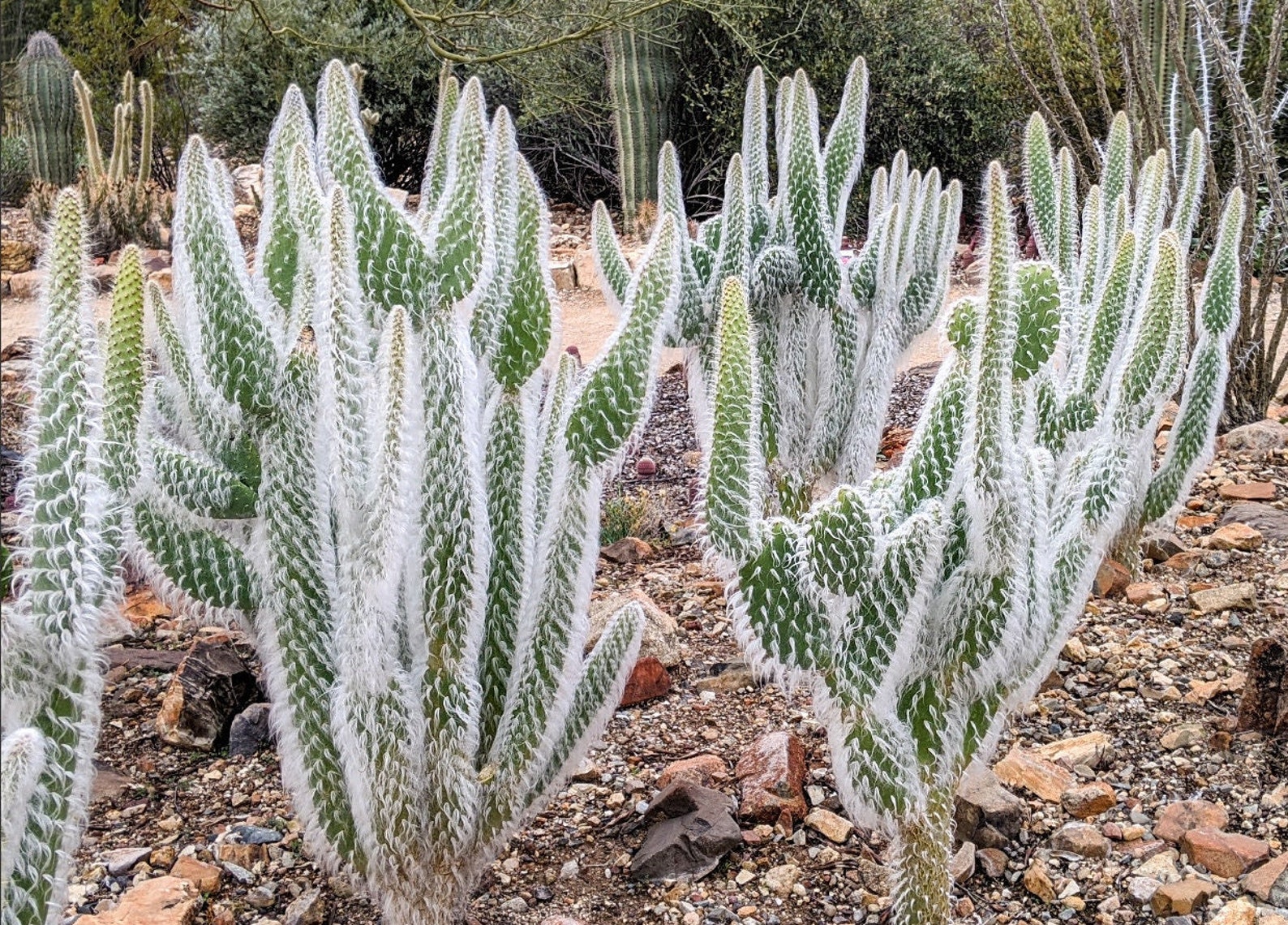 Opuntia Erinacea Ursine Opuntia Snow Wooly Jacket Blue Etsy