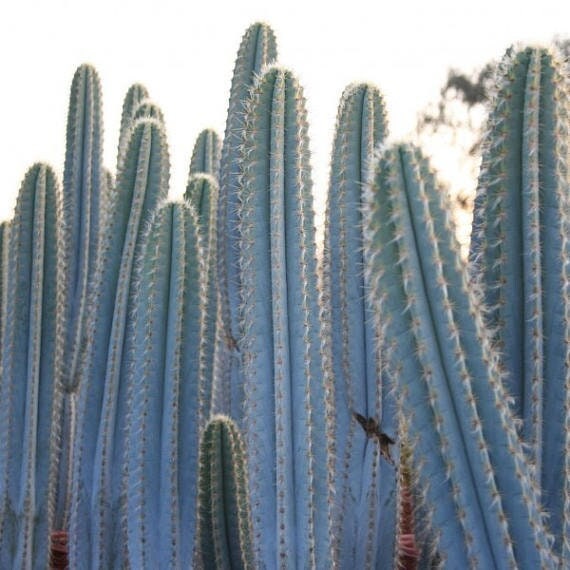 Pilosocereus Azureus, Brazilian Blue Torch Cactus, Live Plant - Etsy  sterreich