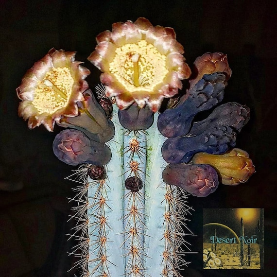 Pilosocereus azureus Cactus Antorcha Azul Cactus Azul - Etsy España