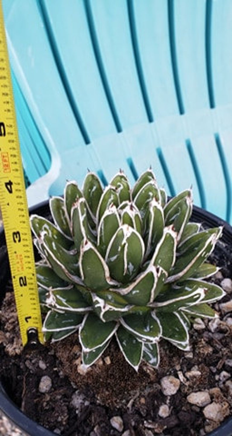 Agave Victoriae Reginae, Queen Victoria Agave, Agave, cactus, succulent, Live Plant image 3