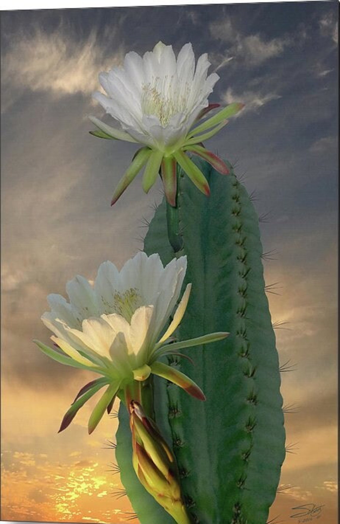 Peruvian Apple Cactus Cereus Repandus Cereus Peruvianus - Etsy