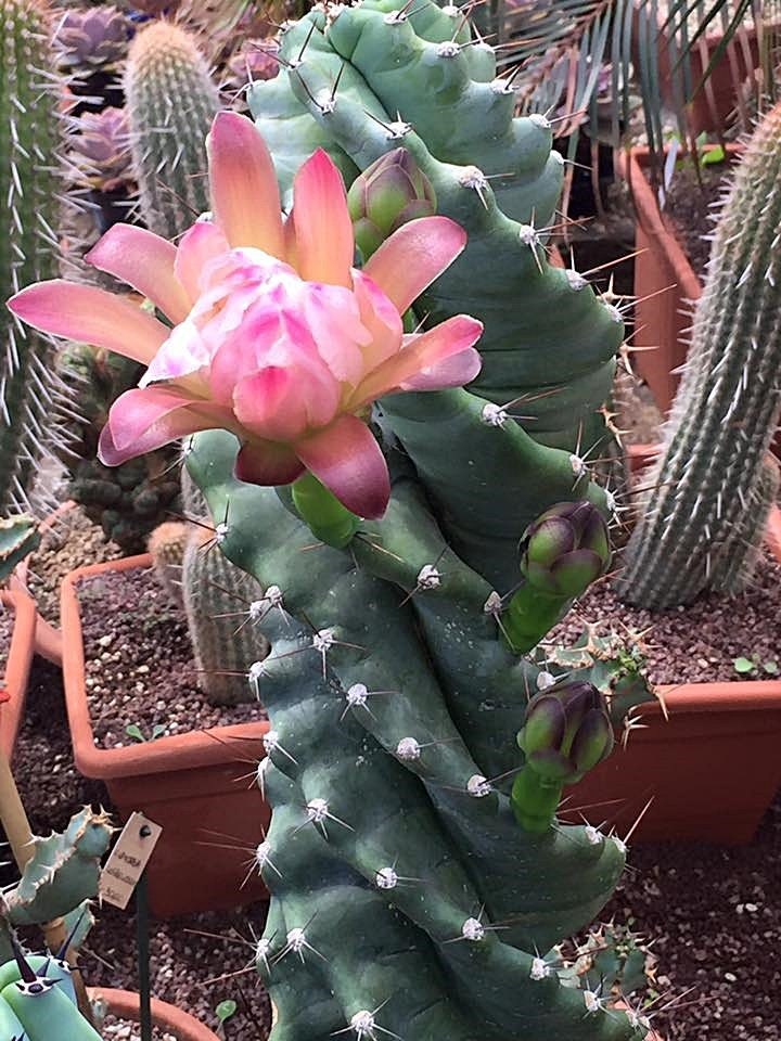 Spiral Cactus, Forbesii Spiralis, Cereus Hildmannianus F. Tortuosus, Cactus  Cutting, Propagation, Rooted Plant - Etsy