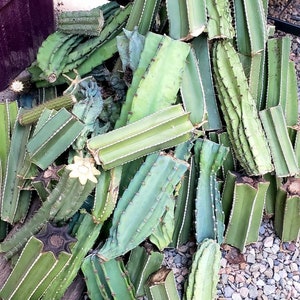 Cactus Cutting – Center Cut Cactus Live Succulent, Cacti Cutting Propagation, Rare Desert Plant