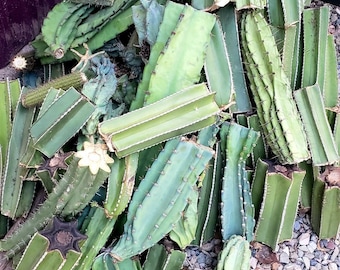 Center cut cactus, cactus, cactus cutting, succulent, propagation