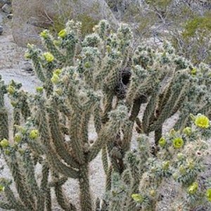 Teddy bear Cholla, Cylindropuntia Bigelovii, cactus, succulent, live plant image 8