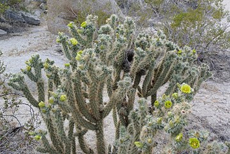 Teddy bear Cholla, Cylindropuntia Bigelovii, cactus, succulent, live plant image 8