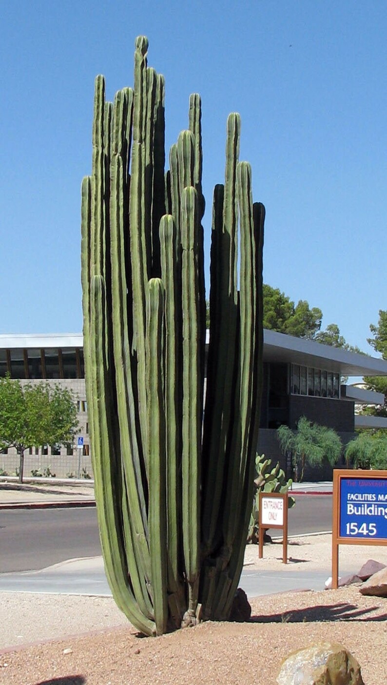Pachycereus Marginatus Fence Post Cactus Cactus Succulent Etsy