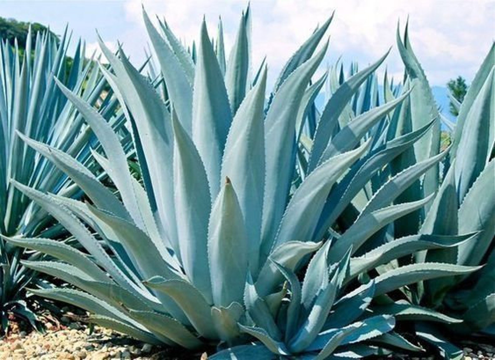Blue Agave Agave Tequilana Agave Azul Live Plant Agave Etsy