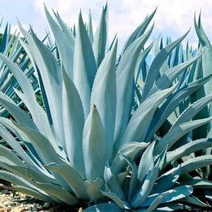 Blue Agave, Agave Tequilana, Agave Azul, Live Plant, Agave, Succulent, Cactus image 6