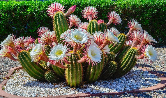 Argentine Giant Cactus  Echinopsis Candicans Live Cactus Plant, Night  Blooming White Flowers, Drought-tolerant Landscape - Etsy Israel