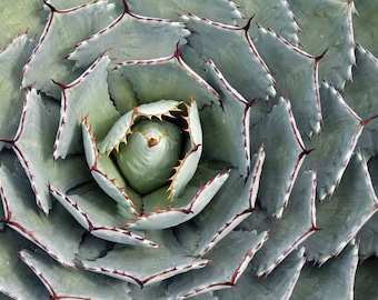 Agave Titanota 'caesar' - アガベ チタノタ “シーザー” - 凱撒嚴龍