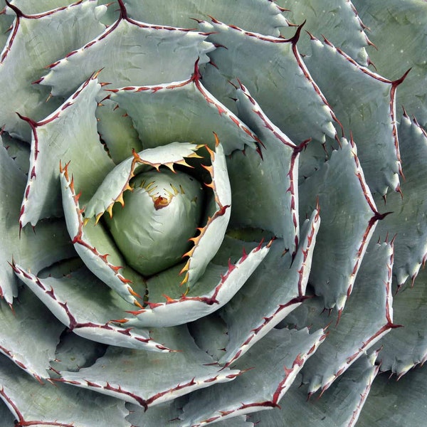 Agave Potatorum, Butterfly Agave, Verschaffelt agave, agave, cactus, succulent, live plant