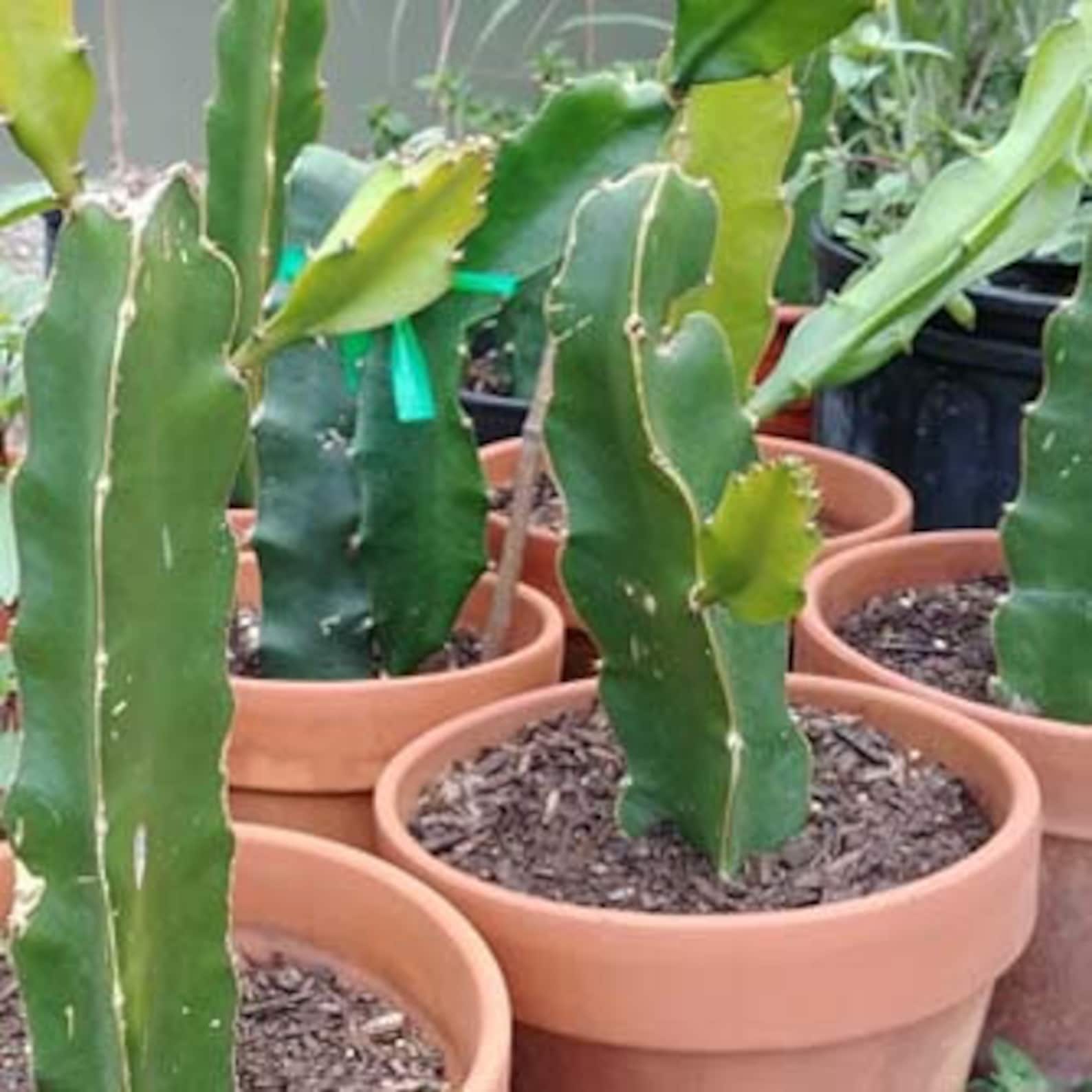 Dragon fruit Selenicereus undatus Live Plant Cactus Etsy