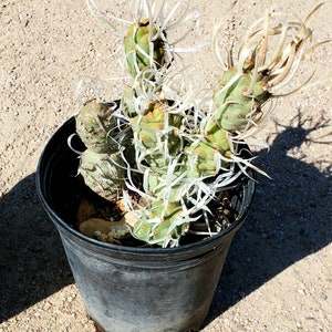 Paper Spine Cactus, Tephrocactus articulatus var. papyracanthus, Cactus, Succulent, Live plant image 6