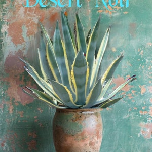 Agave Americana, Marginata, Variegated, Century Plant, agave, cactus, succulent, live plant image 10