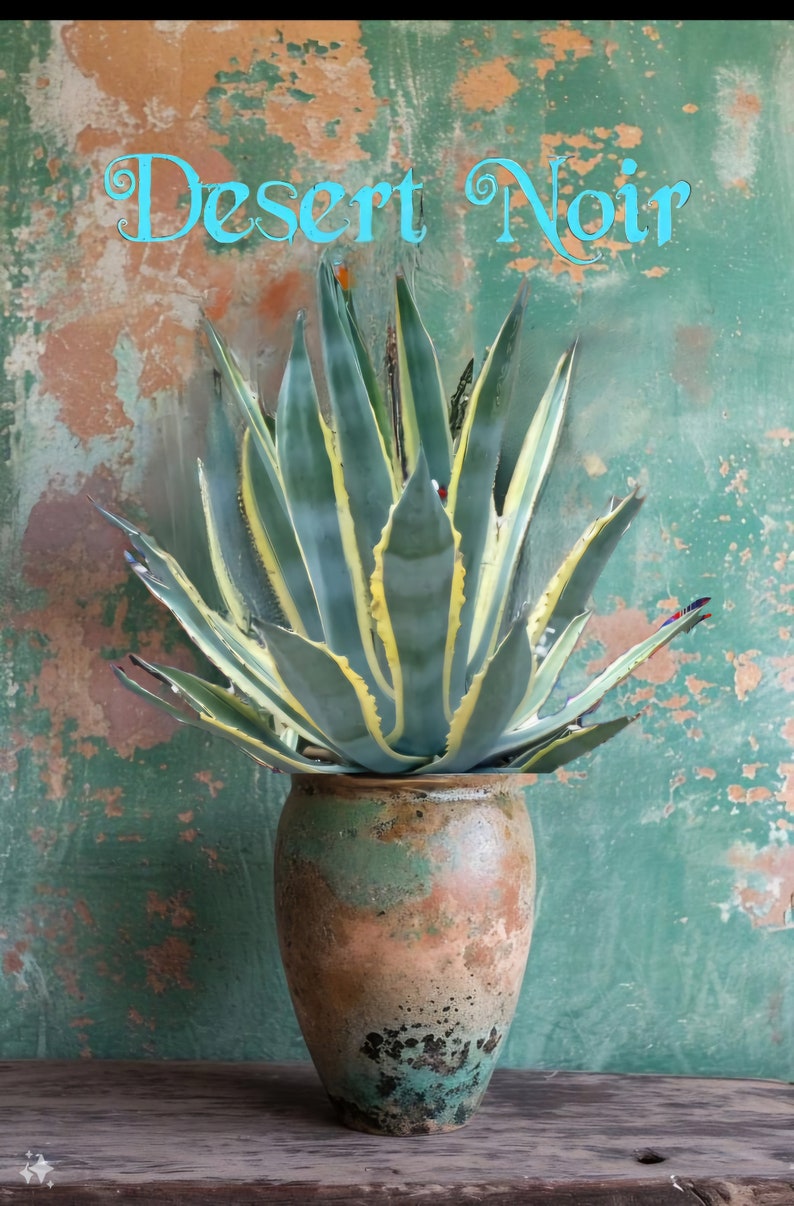 Agave Americana, Marginata, Variegated, Century Plant, agave, cactus, succulent, live plant image 10