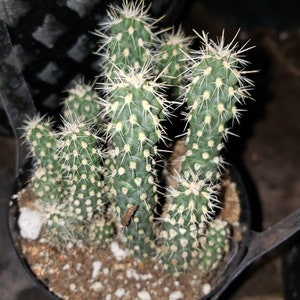 Teddy bear Cholla, Cylindropuntia Bigelovii, cactus, succulent, live plant image 10