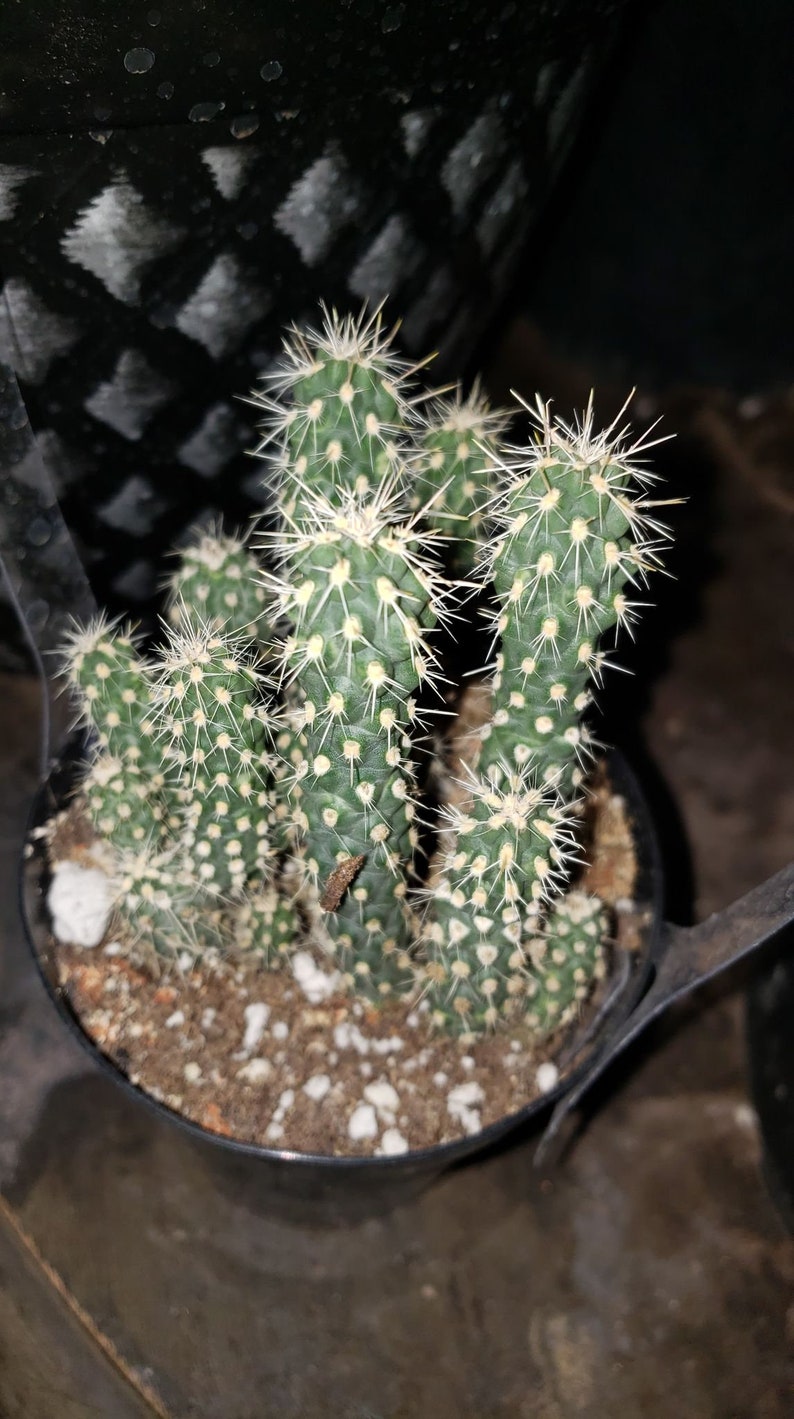 Teddy bear Cholla, Cylindropuntia Bigelovii, cactus, succulent, live plant image 10