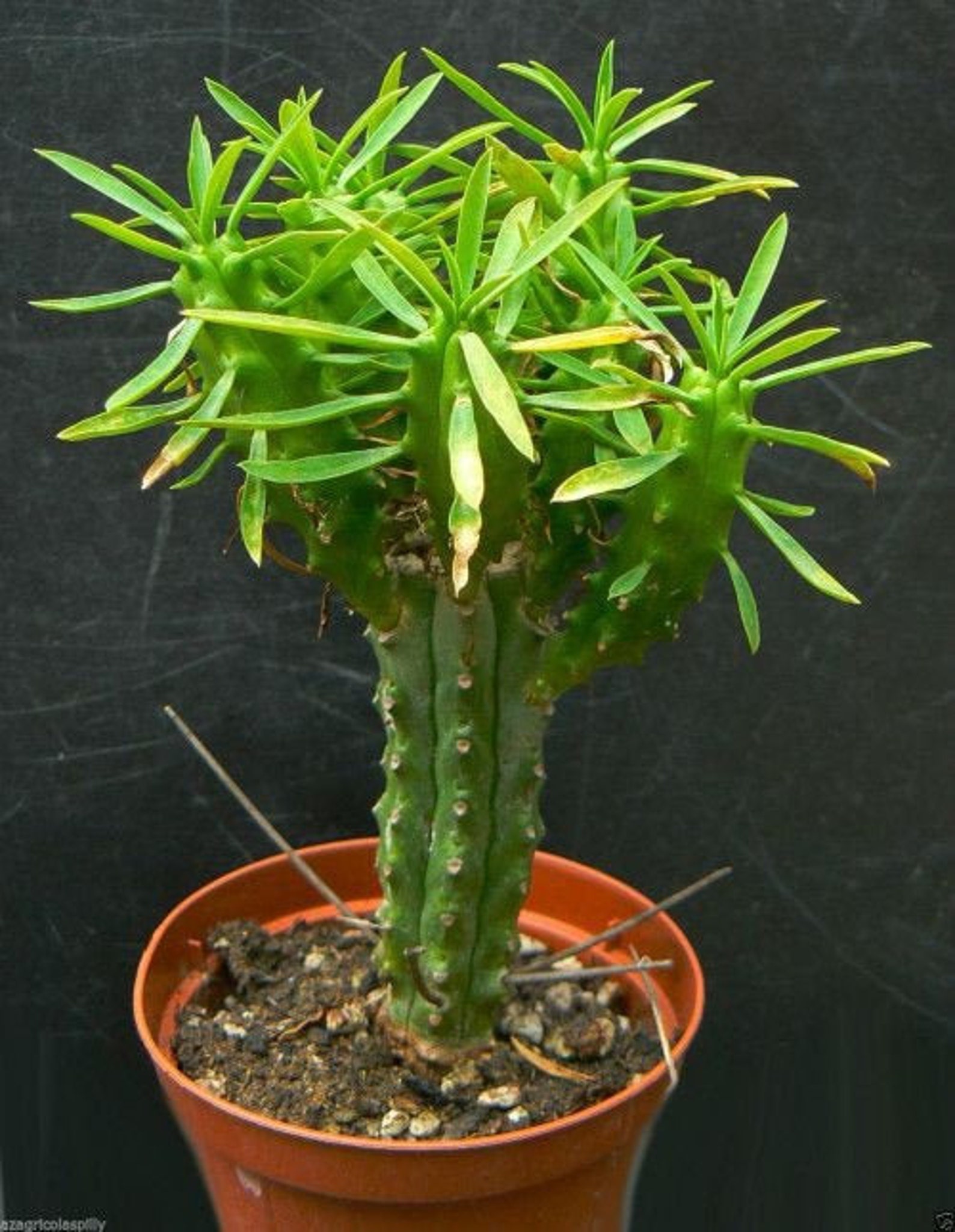 African Palm Tree Euphorbia Loricata Euphorbia Armata Etsy