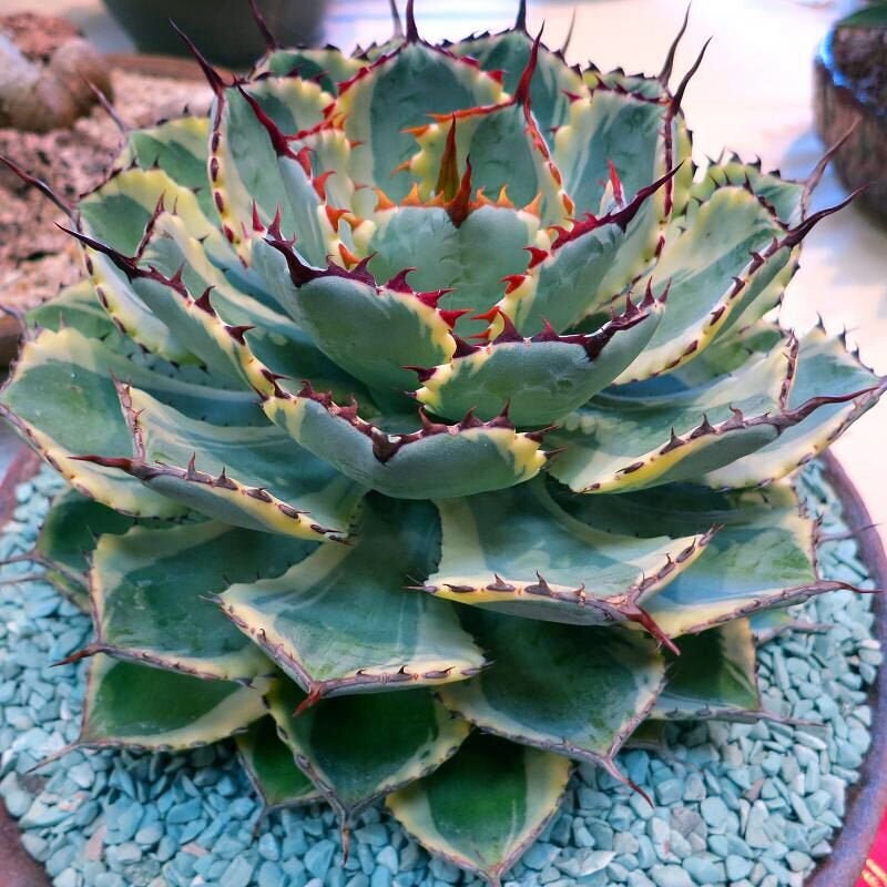 Agave Potatorum, Kichiokan Variegata, Dwarf Butterfly Agave, Cactus,  Succulent, Live Plant - Etsy Denmark