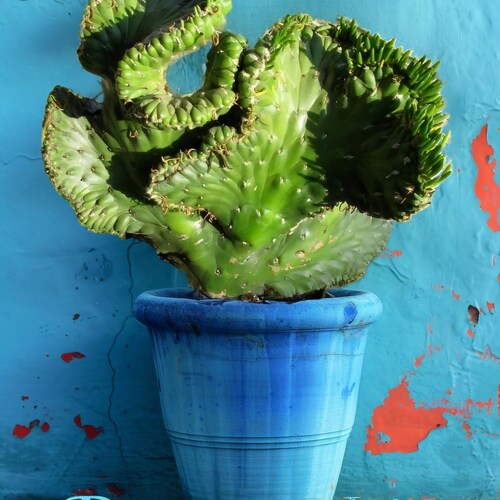 Crested Eve's Needle Cactus, Austrocylindropuntia Subulata