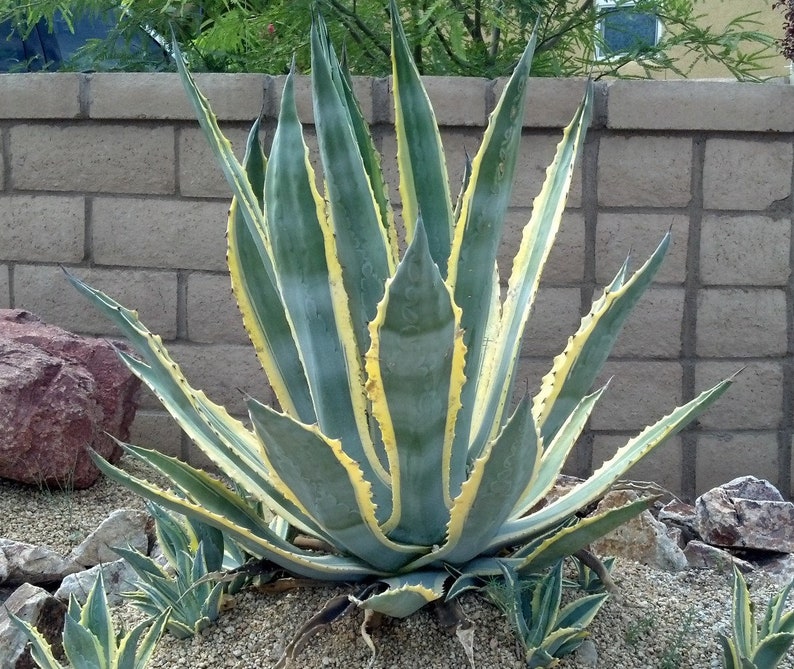 Agave Americana, Marginata, Variegated, Century Plant, agave, cactus, succulent, live plant image 4