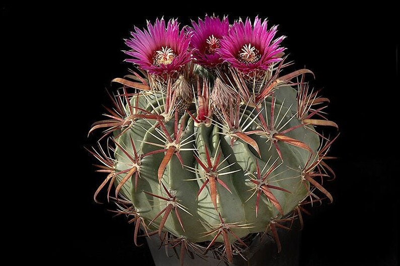 Devils Tongue Barrel Cactus, Ferocactus latispinus, fish hook cactus, barrel cactus, cactus, succulent, live plant image 1