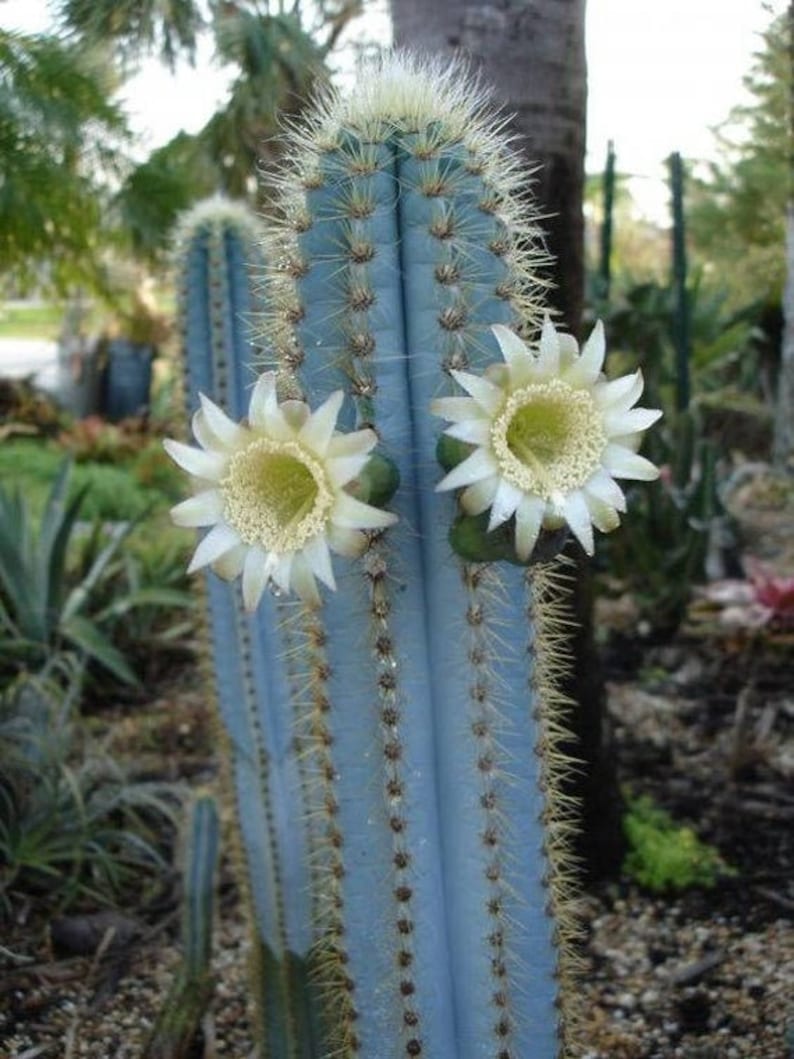 Blue Torch Cactus Pilosocereus Azureus Brazilian Blue Etsy