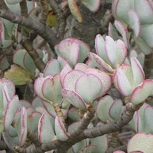 Silver Dollar Jade, Crassula arborescens, Live Succulent, Live Plant