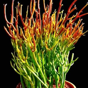 Firestick Plant, Pencil Cactus Succulent (4-6 Inch Rooted Plant)