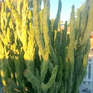 Pachycereus schottii monstrosus, Lophocereus schottii, Minor, Totem Pole Cactus, cactus, succulent