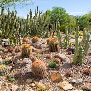 Sonoran Soil, Organic Cactus Soil, Cactus, Succulent - Etsy