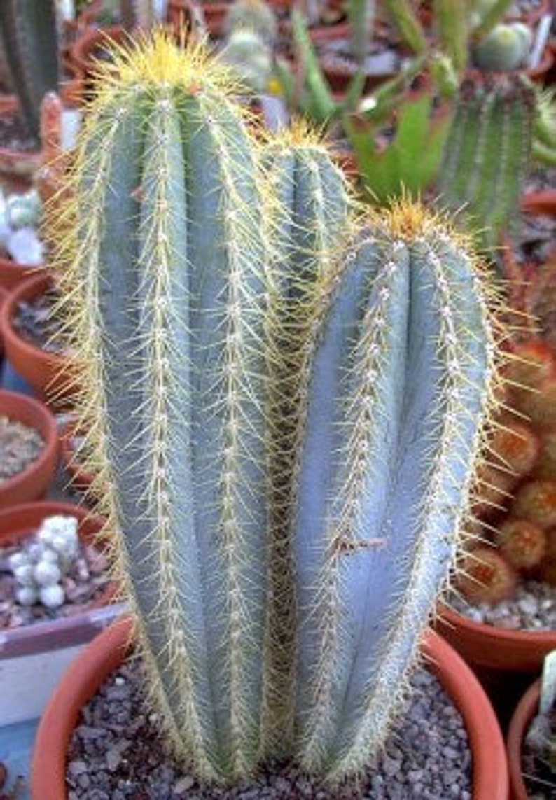Brazilian Blue Cactus Pilosocereus Azureus Cactus Blue Torch Cactus